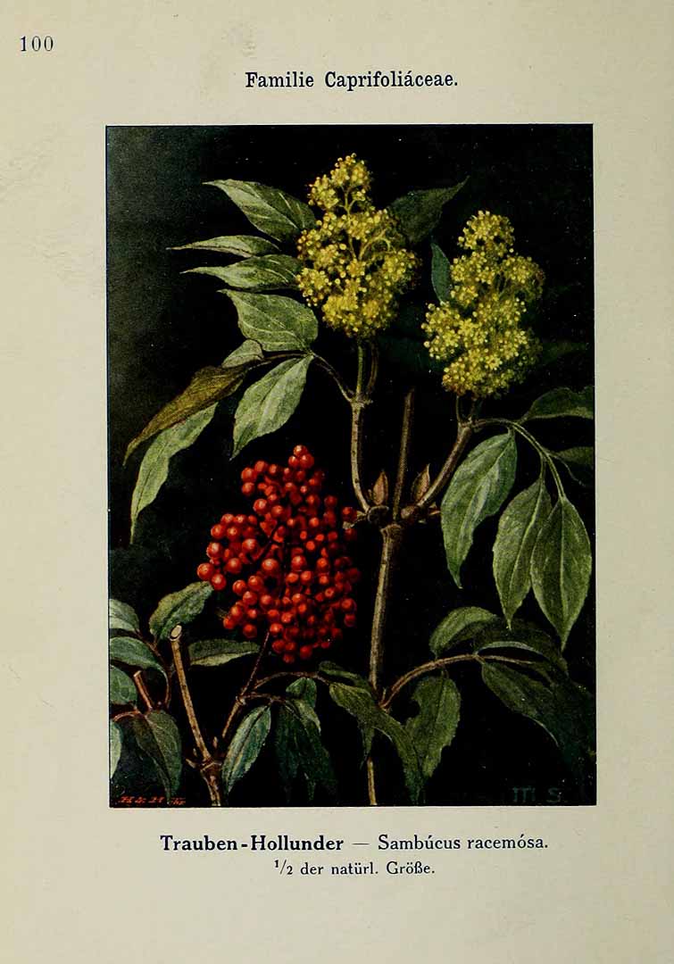 Illustration Sambucus racemosa, Par Klein, L., Unsere Waldbäume, Sträucher und Zwergholzgewächse (1910)  t. 100, via plantillustrations 