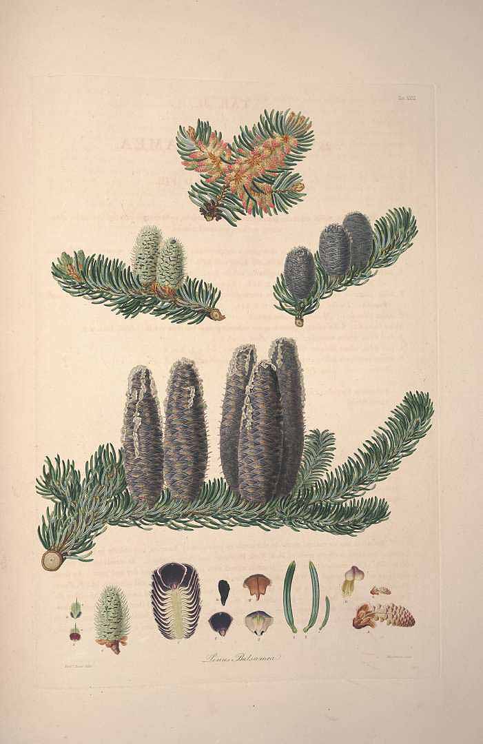 Illustration Abies balsamea, Par Lambert, A.B., Don, D., description of the genus Pinus and some other remarkable plants (1828-1837) Descr. Pinus vol. 1 (1803), via plantillustrations 