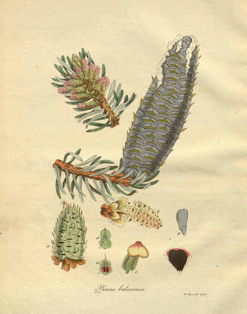 Illustration Abies balsamea, Par Woodville, W., Hooker, W.J., Spratt, G., Medical Botany, 3th edition (1832) Med. Bot., ed. 3 vol. 5 (1832), via plantillustrations 