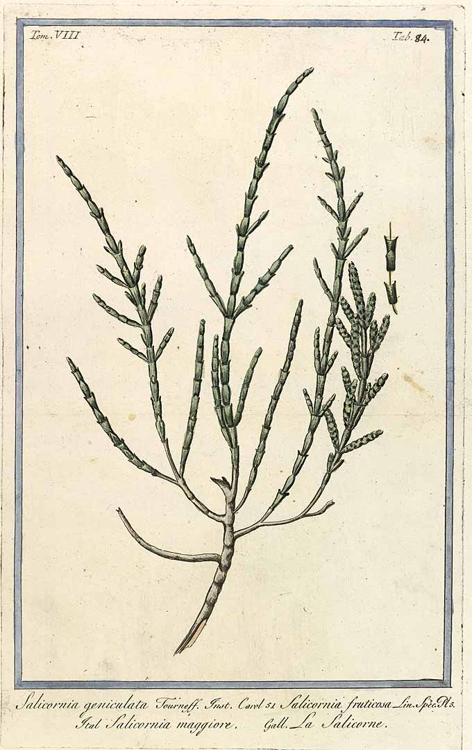 Illustration Sarcocornia fruticosa, Par Bonelli, G., Hortus Romanus juxta Systema Tournefortianum (1772-1793) Hort. Rom. vol. 8 t. 84, via plantillustrations 