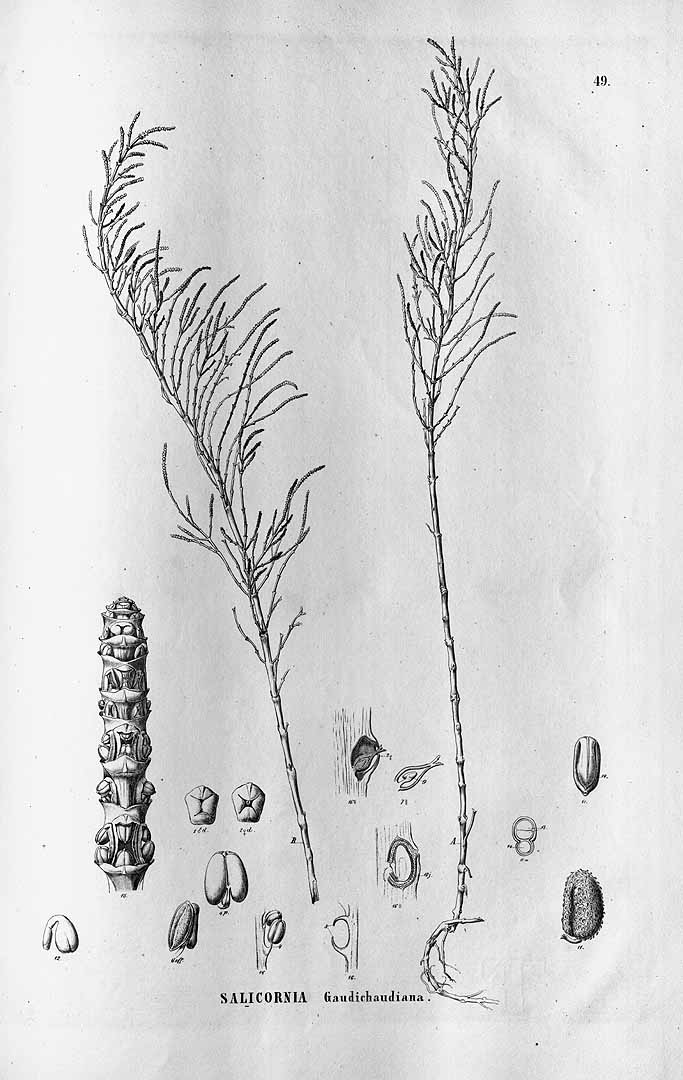 Illustration Sarcocornia fruticosa, Par Martius, C.F.P. von, Eichler, A.G., Urban, I., Flora Brasiliensis (1840-1906) Fl. Bras. vol. 5(1): (1855-1875) [Polygonaceae, Thymelaeaceae, Proteaceae; Santalaceae, Myristicaceae; Salsolaceae; Amaranthaceae] t. 49, via plantillustrations 