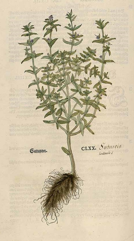Illustration Satureja hortensis, Par Sturm, J., Sturm, J.W., Deutschlands flora (1798-1855) Deutschl. Fl. vol. 2 (1798), via plantillustrations 