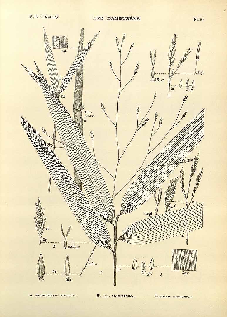 Illustration Sasa nipponica, Par Camus, E.G., bambuse&#769;es, Atlas (1913) Bambusées vol. 2 (1913) t. 10	f. C , via plantillustrations 