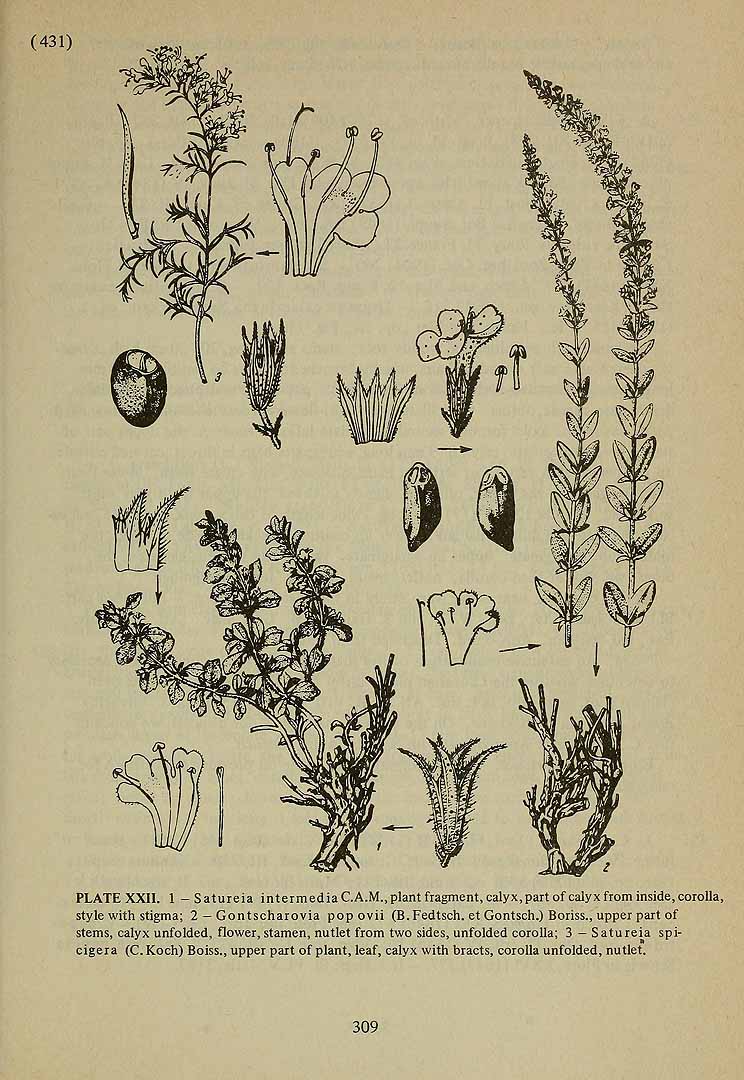 Illustration Satureja spicigera, Par Komarov (Komorov), V.L., Flora of the U.S.S.R. (1934-1964) Fl. URSS vol. 21 t. 22	p. 431 f. 3 , via plantillustrations 