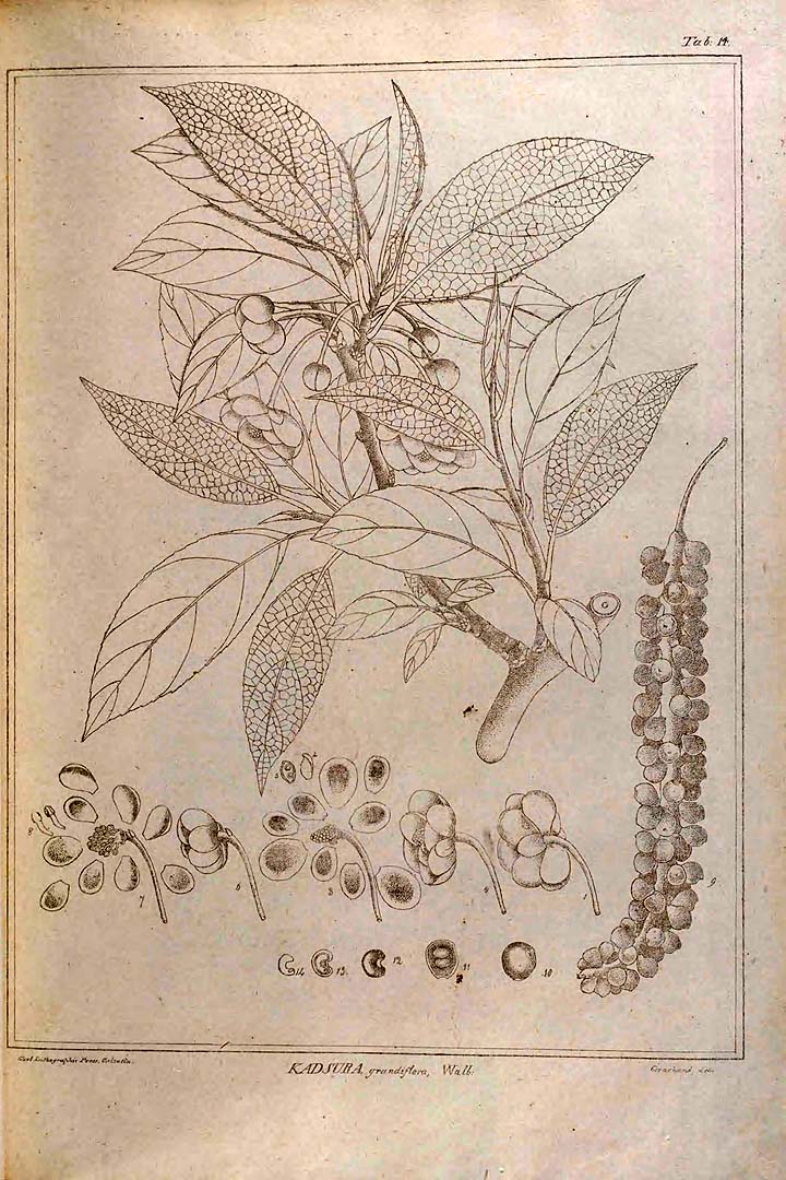 Illustration Schisandra grandiflora, Par Wallich, N., Tentamen florae Napalensis illustratae (1826) Tent. Fl. Napal. [tt. 1-50] t. 14, via plantillustrations 