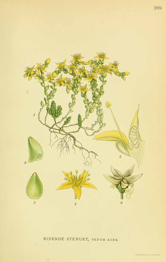 Illustration Sedum acre, Par Lindman, C.A.M., Bilder ur Nordens Flora Bilder Nordens Fl. vol. 2 (1922) t. 269, via plantillustrations 