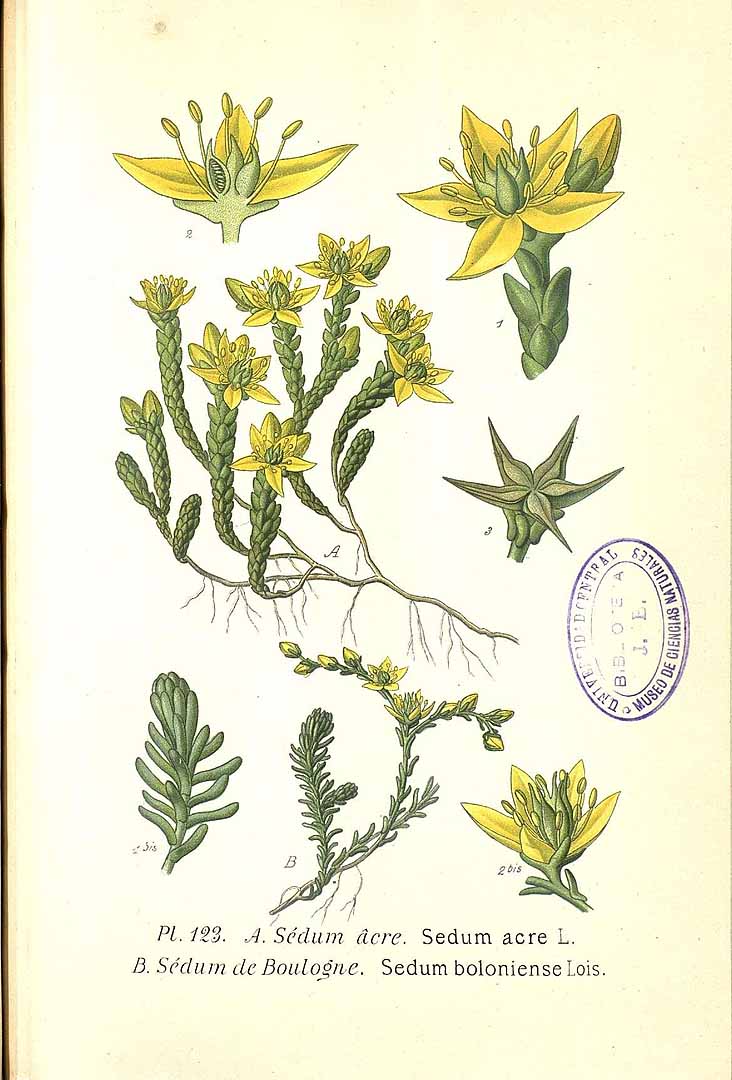 Illustration Sedum acre, Par Masclef, A., Atlas des plantes de France (1890-1893) Atlas Pl. France vol. 2 t. 123	f. A , via plantillustrations 
