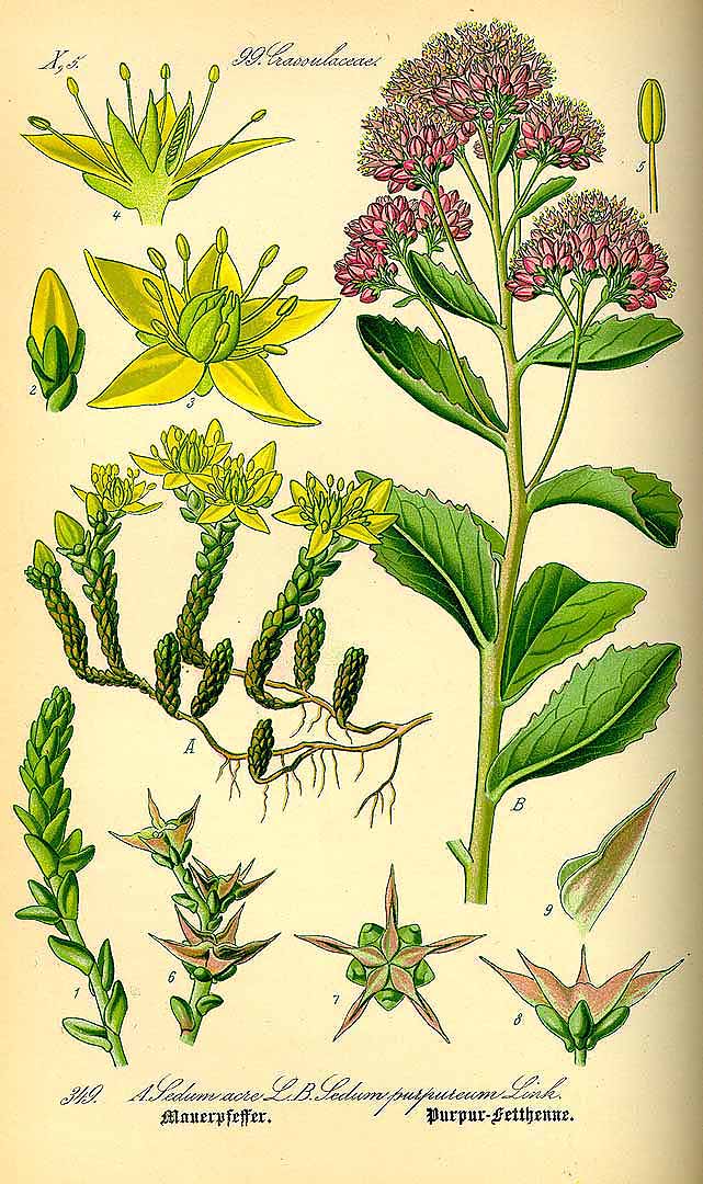 Illustration Sedum acre, Par Thomé, O.W., Flora von Deutschland Österreich und der Schweiz (1886-1889) Fl. Deutschl. vol. 3 (1885) t. 349	f. A , via plantillustrations 