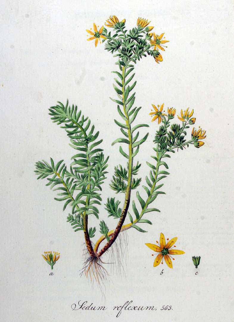 Illustration Sedum rupestre, Par Kops, J., Flora Batava (1800-1934) Fl. Bat. vol. 8 (1844) t. 563, via plantillustrations 