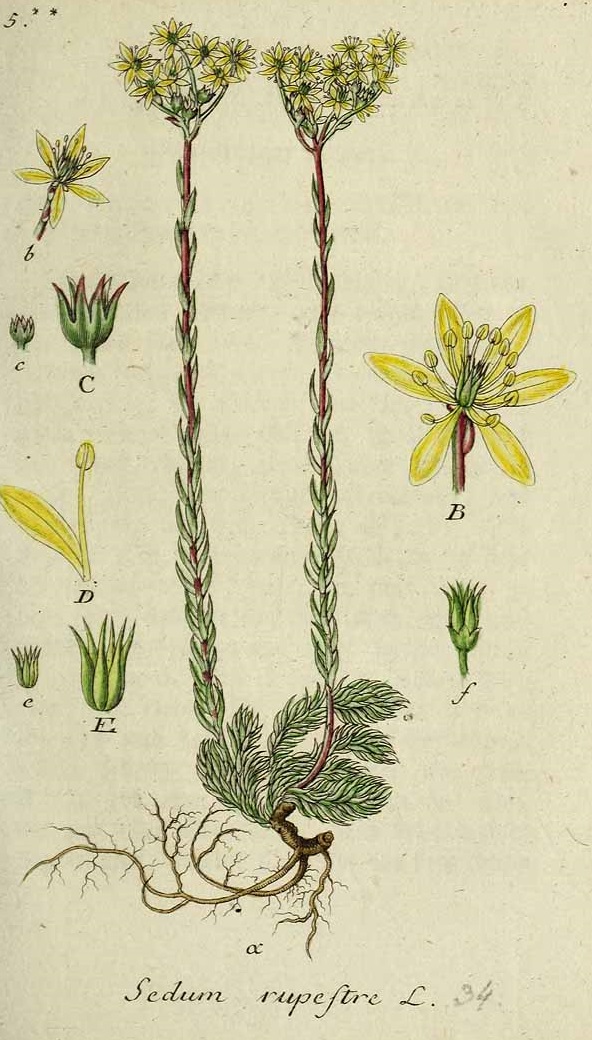 Illustration Sedum rupestre, Par Sturm, J., Sturm, J.W., Deutschlands flora (1798-1855) Deutschl. Fl. vol. 3 (1801) t. 34] , via plantillustrations 