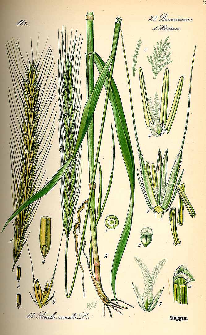 Illustration Secale cereale, Par Thom, O.W., Flora von Deutschland sterreich und der Schweiz (1886-1889) Fl. Deutschl. vol. 1 (1885), via plantillustrations 