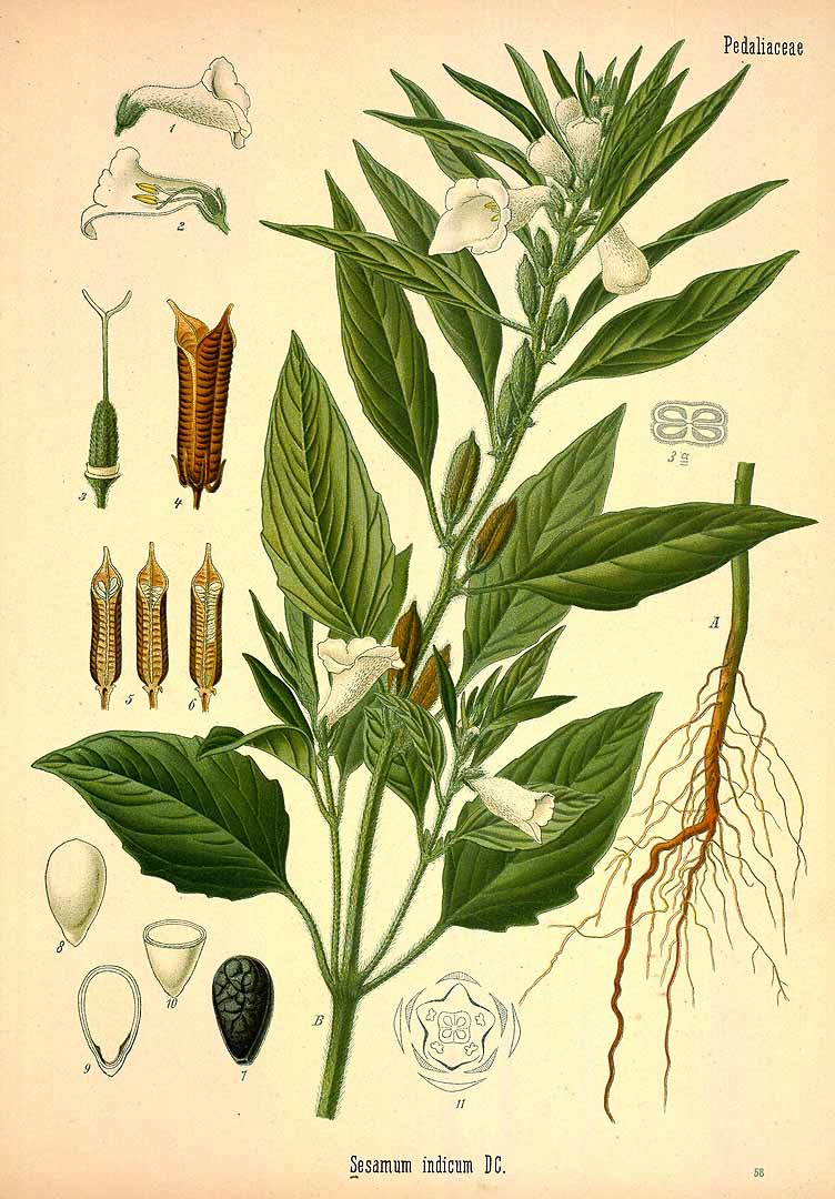 Illustration Sesamum indicum, Par Ko&#776;hler, F.E., Ko&#776;hler?s Medizinal Pflanzen (1883-1914) Med.-Pfl. vol. 3 (1898) t. 58, via plantillustrations 
