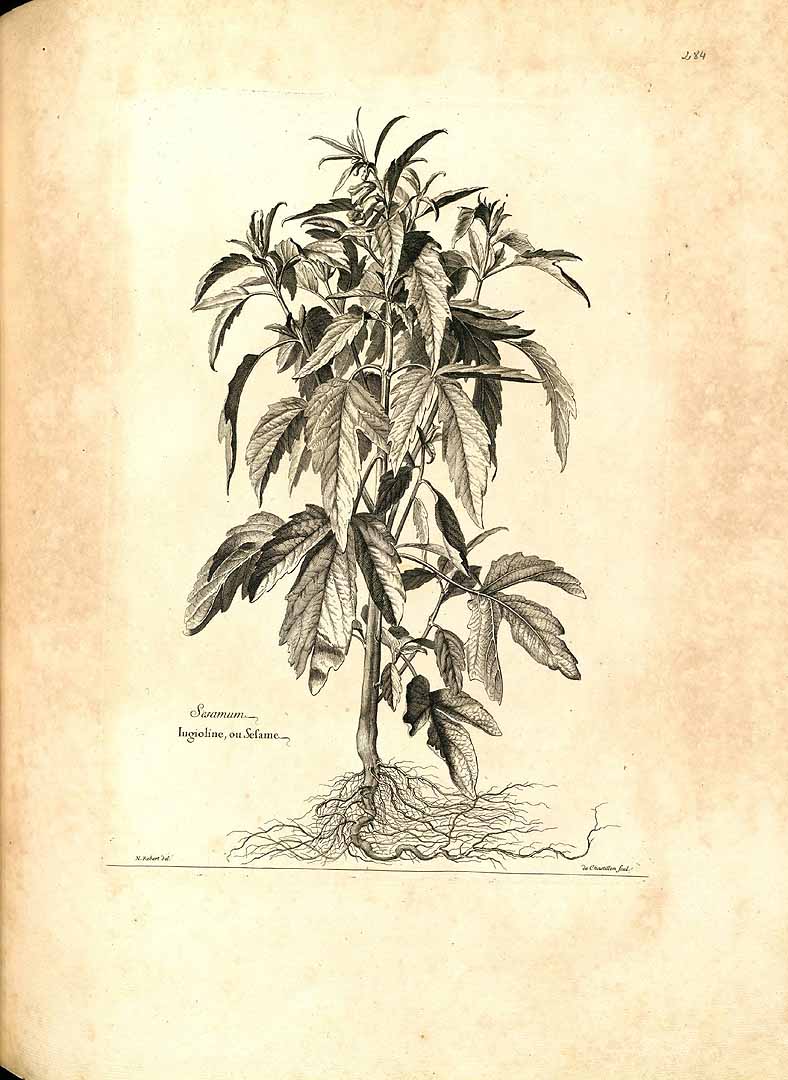 Illustration Sesamum indicum, Par Dodart, D., Recueil des plantes gravées par ordre du roi Louis XIV (1788)  vol. 3 , via plantillustrations 