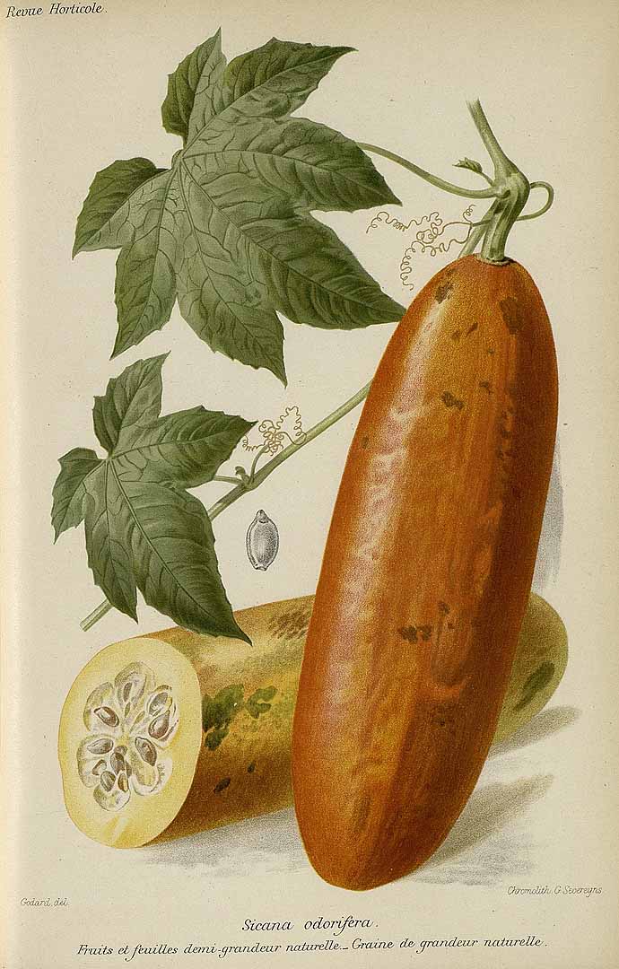 Illustration Sicana odorifera, Par Revue horticole, sér. 4 (1852-1974) Rev. Hort. (Paris), ser. 4 vol. 62 (1890) [62e ANNÉE - 1890] , via plantillustrations 