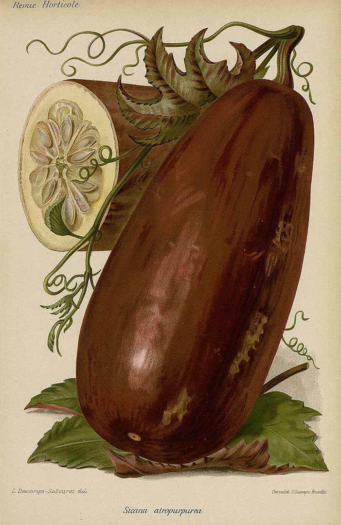 Illustration Sicana odorifera, Par Revue horticole, sér. 4 (1852-1974) Rev. Hort. (Paris), ser. 4 vol. 66 (1894) [66e ANNÉE - 1894] , via plantillustrations 