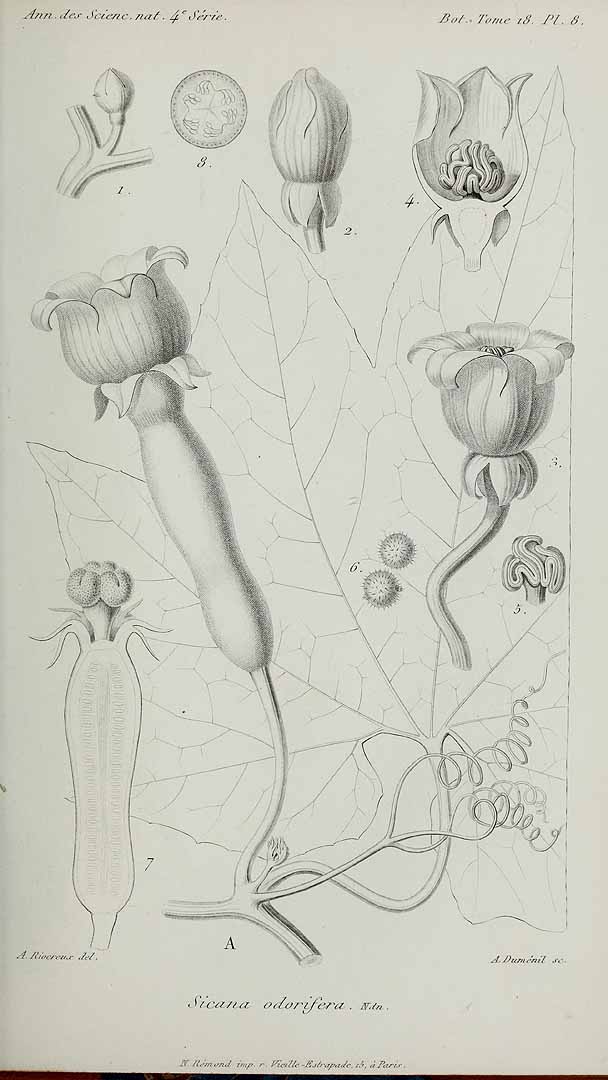 Illustration Sicana odorifera, Par Annales des sciences naturelles, Botanique. Serié 4 (1854-1863) Ann. Sci. Nat., Bot., sér. 4 vol. 18 (1862) t. 8, via plantillustrations 