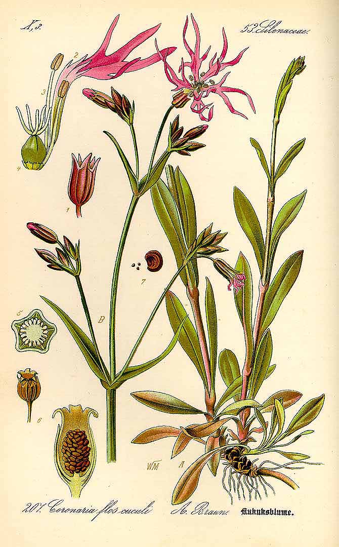 Illustration Silene flos-cuculi, Par Thomé, O.W., Flora von Deutschland Österreich und der Schweiz (1886-1889) Fl. Deutschl. vol. 2 (1885) t. 207, via plantillustrations 