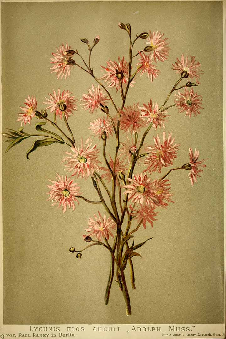 Illustration Silene flos-cuculi, Par Regel, E.A. von, Gartenflora (1852-1938) Gartenflora vol. 41 (1892) t. 1376, via plantillustrations 