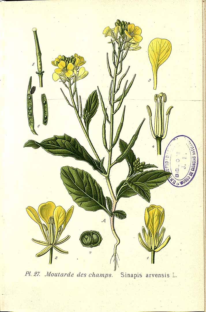 Illustration Sinapis arvensis, Par Masclef, A., Atlas des plantes de France (1890-1893) Atlas Pl. France vol. 2 t. 27, via plantillustrations 