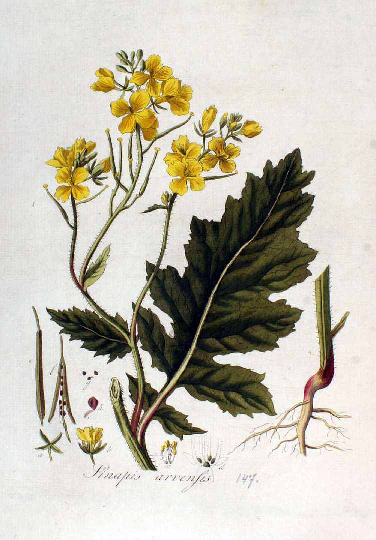 Illustration Sinapis arvensis, Par Kops, J., Flora Batava (1800-1934) Fl. Bat. vol. 2 (1807) t. 147, via plantillustrations 