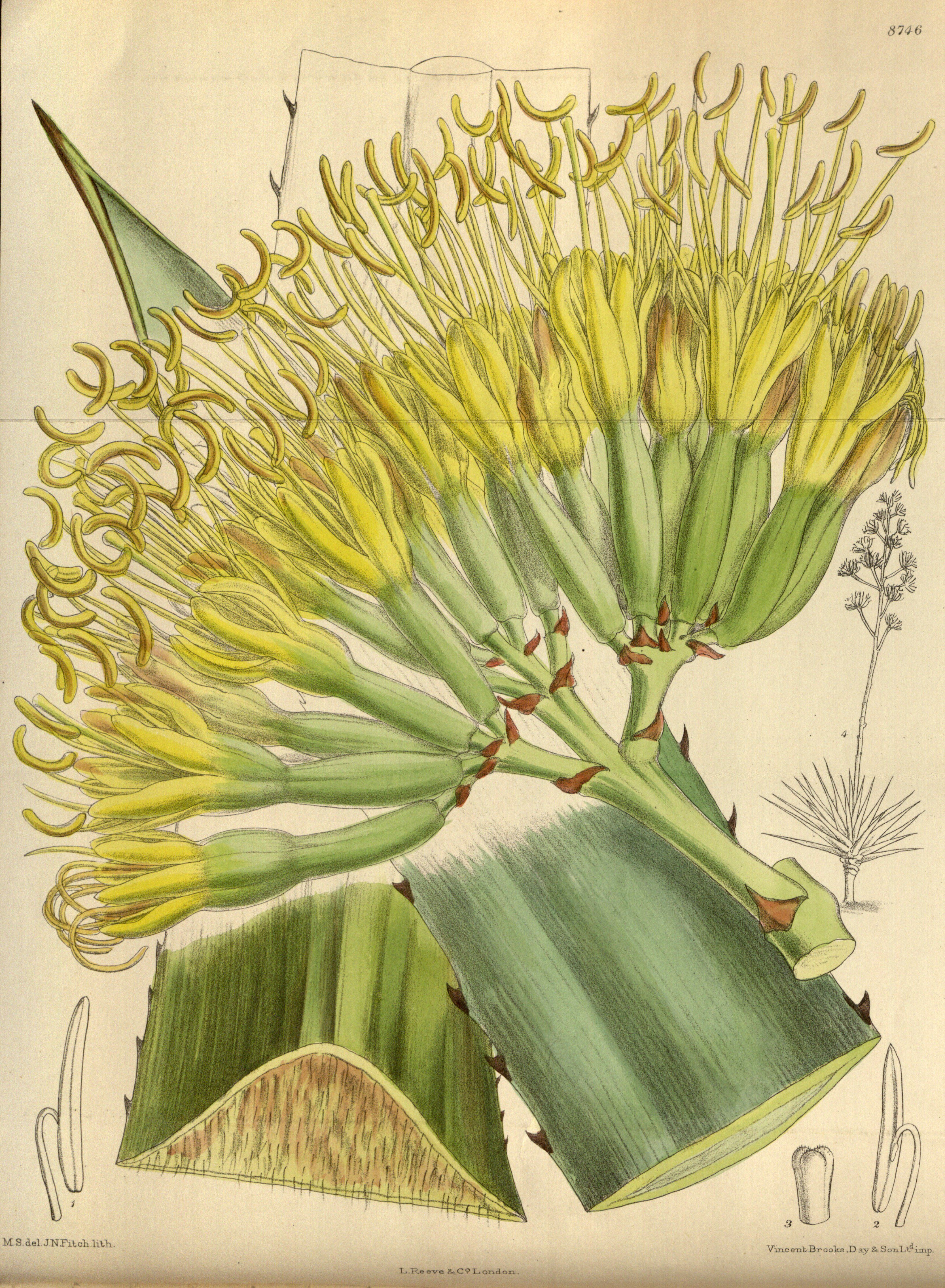 Illustration Agave fourcroydes, Par M.S. del., J.N.Fitch lith. (domaine public), via wikimedia 
