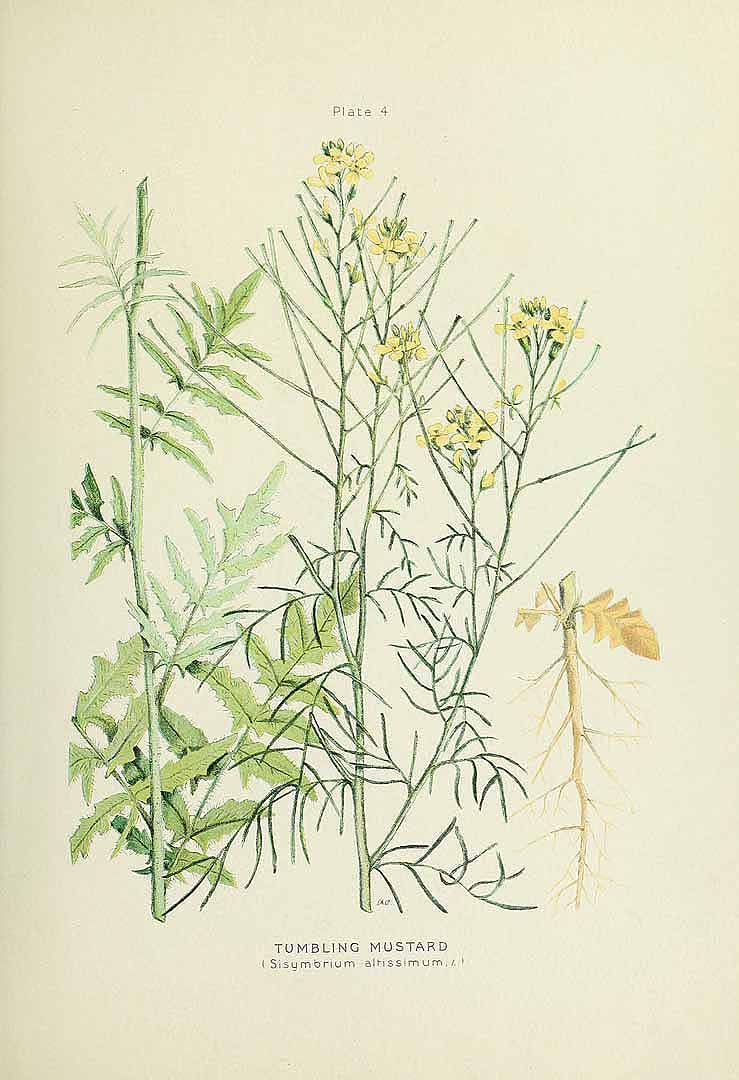 Illustration Sisymbrium altissimum, Par Clark, G.H., Fletcher, J., Farm weeds of Canada Farm Weeds Canada (1906) t. 4, via plantillustrations 