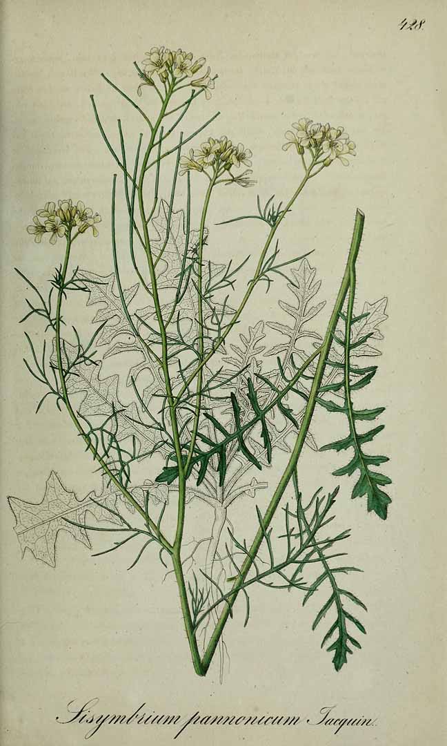 Illustration Sisymbrium altissimum, Par Dietrich, A.G., Flora regni Borussici (1832-1844) Fl. Boruss. vol. 6 (1838) t. 428, via plantillustrations 