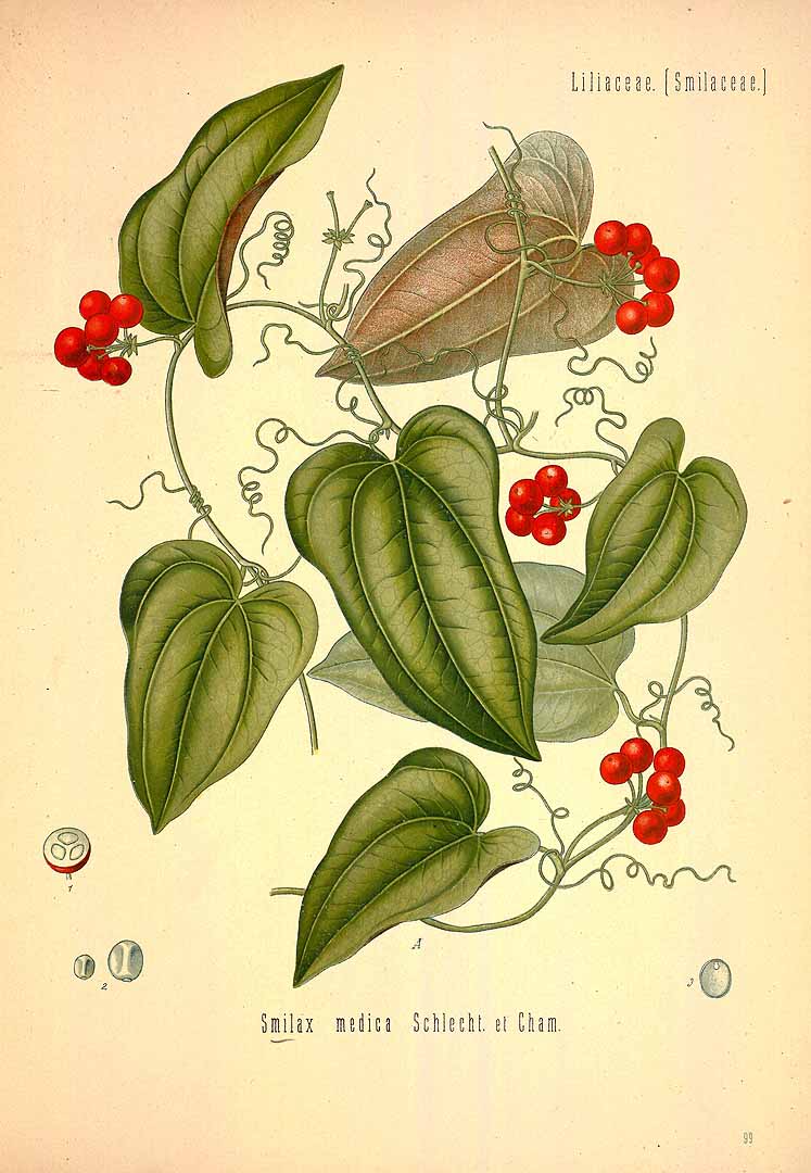 Illustration Smilax aristolochiifolia, Par Ko&#776;hler, F.E., Ko&#776;hler?s Medizinal Pflanzen (1883-1914) Med.-Pfl. vol. 2 (1890) t. 99, via plantillustrations 