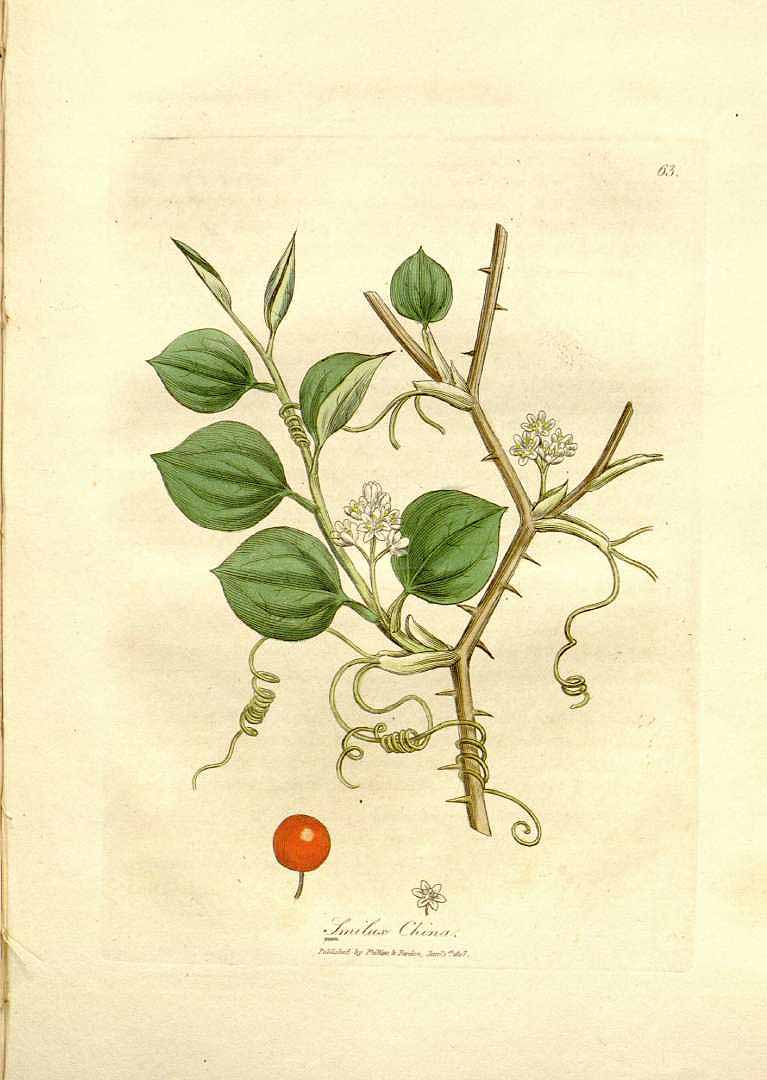Illustration Smilax china, Par Woodville, W., Hooker, W.J., Spratt, G., Medical Botany, 3th edition (1832) Med. Bot., ed. 3 vol. 1 (1832) t. 63, via plantillustrations 