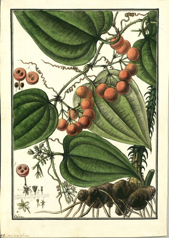 Illustration Smilax china, Par Ruiz, H., Pavón, J., Drawings of the Royal Botanical Expedition to the Viceroyalty of Peru (1777-1816) Draw. Roy. Bot. Exped. Viceroy. Peru (1777), via plantillustrations 