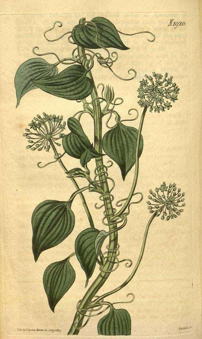 Illustration Smilax herbacea, Par Curtis, W., Botanical Magazine (1800-1948) Bot. Mag. vol. 44 (1817) [tt. 1860-1941] t. 1920, via plantillustrations 