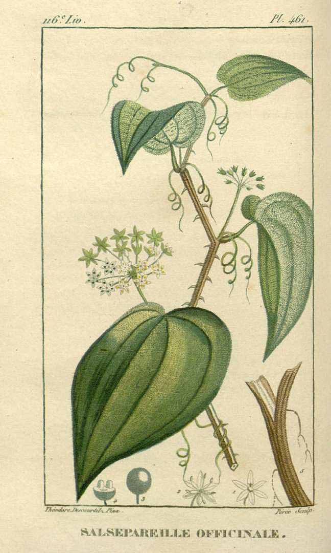 Illustration Smilax officinalis, Par Descourtilz, M.E., Flore [pittoresque et] médicale des Antilles (1821-1829) Fl. Méd. Antilles vol. 7 (1829) [tt. 453-532] t. 461, via plantillustrations 
