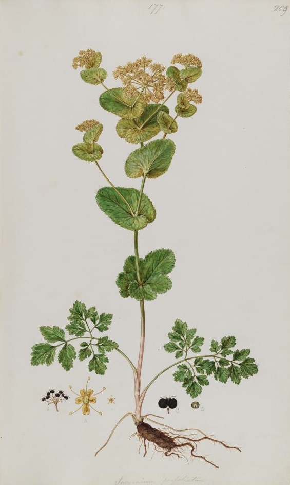 Illustration Smyrnium perfoliatum, Par Sibthrop, J., Smith, J.E., Flora Graeca (drawings) (1845-1847) Fl. Graec. (drawings) vol. 3 t. 89, via plantillustrations 