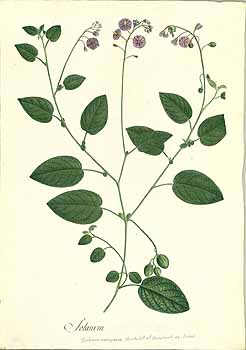 Illustration Solanum caripense, Par Mutis, J.C., Drawings of the Royal Botanical Expedition to the new Kingdom of Granada (1783-1816) Draw. Roy. Bot. Exped. Granada (1783) t. 1561, via plantillustrations 