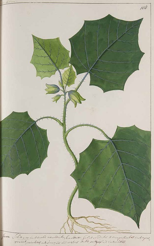 Illustration Solanum ferox, Par Witsen, N., Jager, H. de, Plantae Javanicae pictae, ex Java transmissae anno MDCC (1700) Pl. Jav. Pictae (1700) t. 104, via plantillustrations 