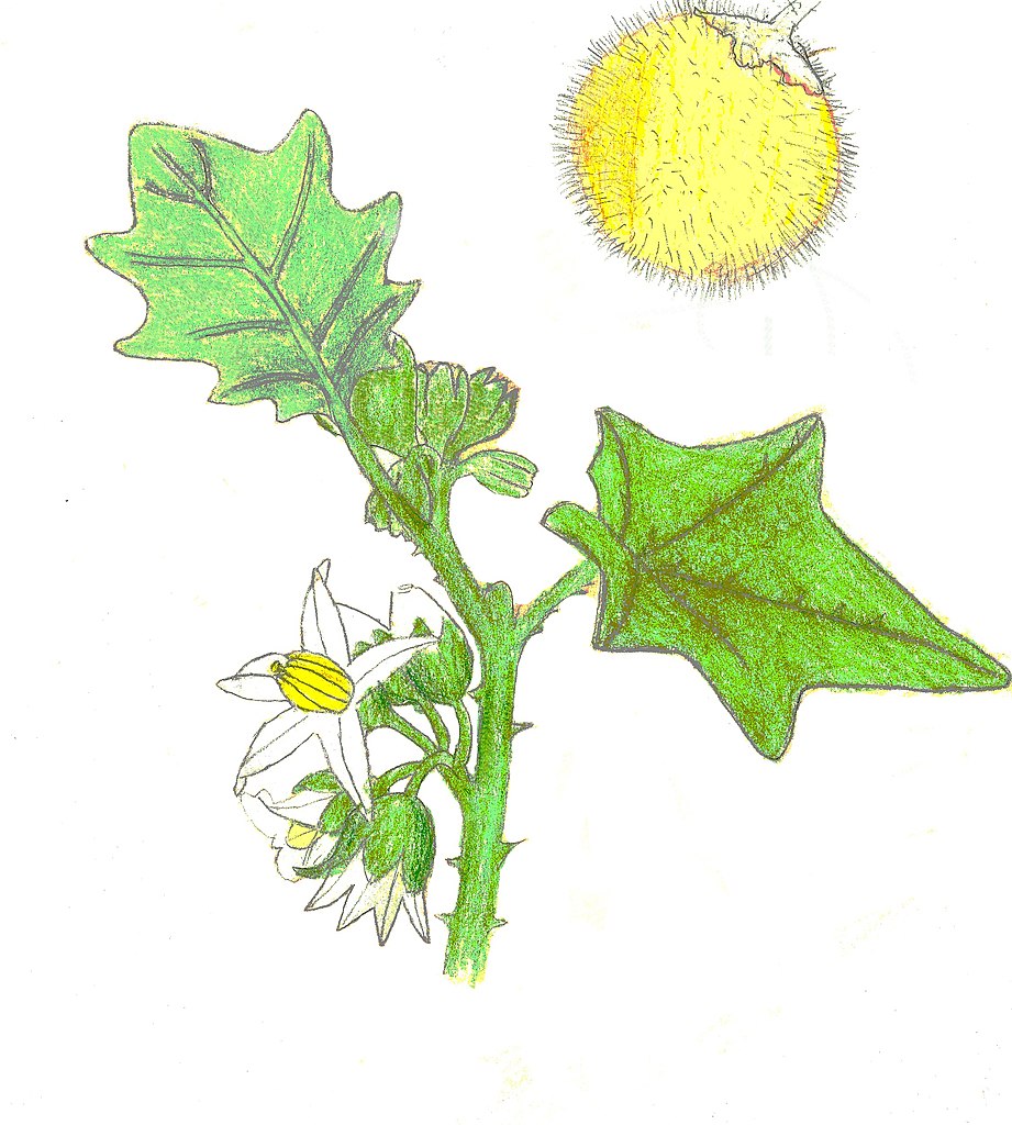 Illustration Solanum ferox, Par Cozzycovers, via wikimedia 