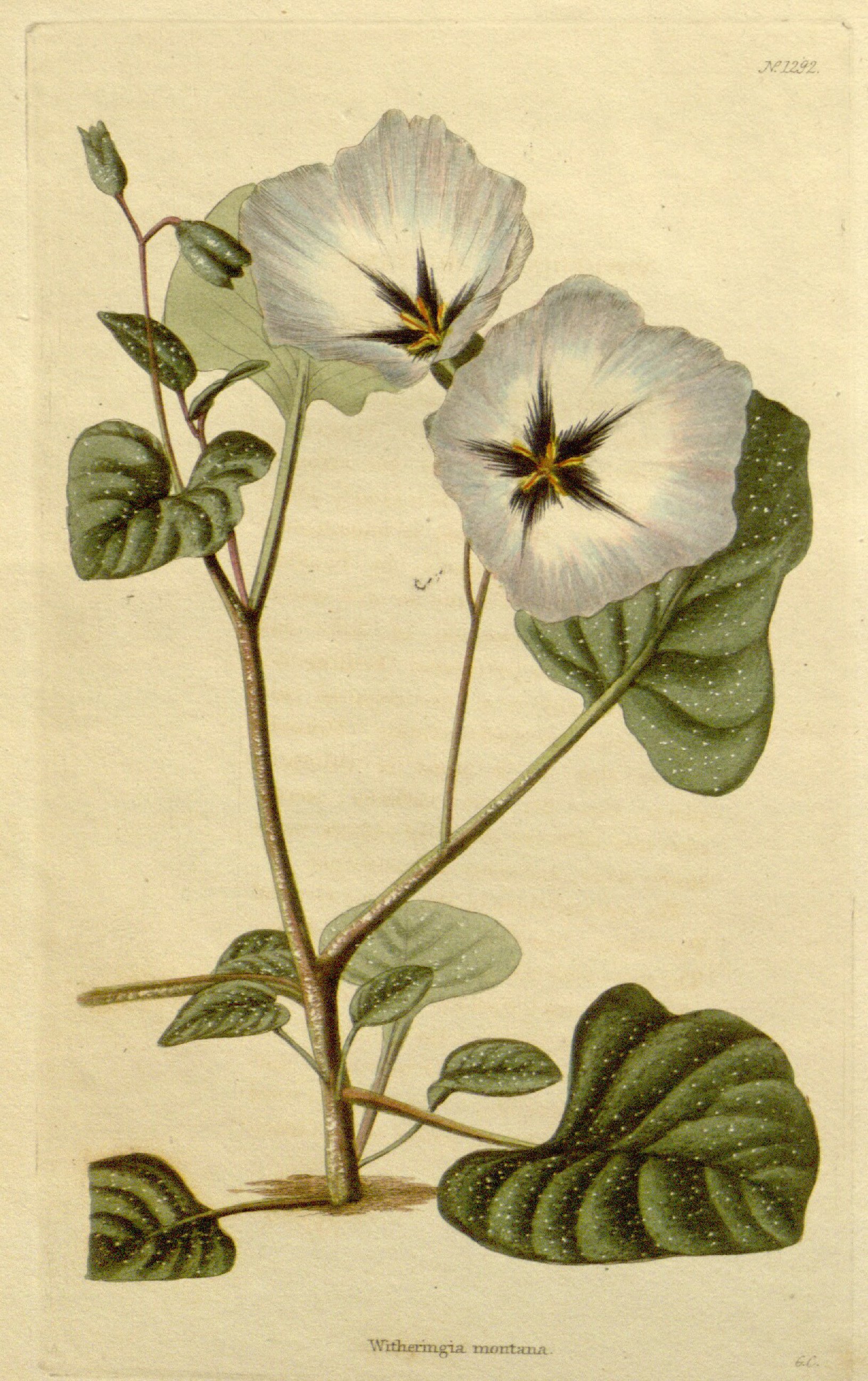 Illustration Solanum montanum, Par Loddiges, C.L., botanical cabinet [C. Loddiges] (1817-1833) Bot. Cab. vol. 14 (1828) t. 1292	(1827) , via plantillustrations 