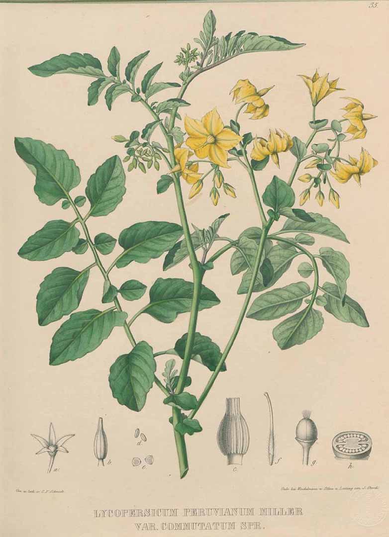 Illustration Solanum peruvianum, Par Link, J.H.F., Otto, F., Klotzsch, F., Icones plantarum rariorum horti regii botanici Berolinensis (1841-1844) Icon. Pl. Rar. (Link & Otto) vol. 2 t. 35, via plantillustrations 