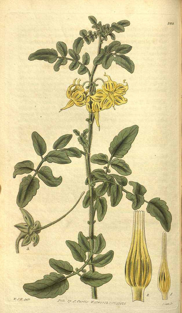Illustration Solanum peruvianum, Par Curtis, W., Botanical Magazine (1800-1948) Bot. Mag. vol. 55 (1828) [tt. 2791-2875] t. 2814, via plantillustrations 