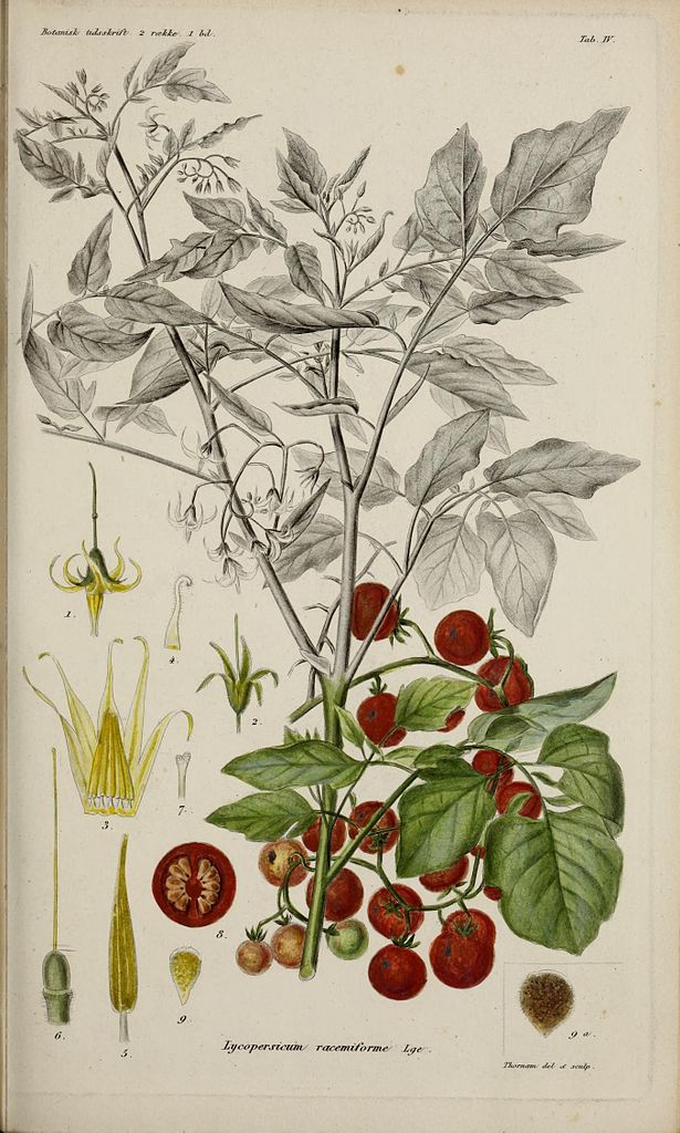 Illustration Solanum pimpinellifolium, Par Botaniske forening i København.; Dansk botanisk forening., via wikimedia 