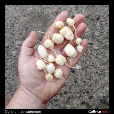 Illustration Solanum polyadenium, Par inconnu, via cultivariable 