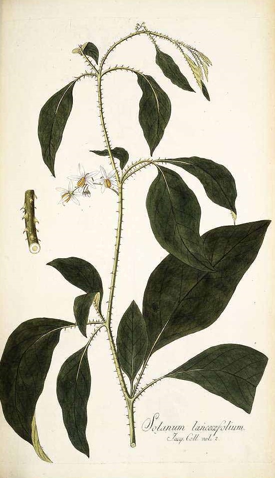 Illustration Solanum scabrum, Par Jacquin, N.J. von, Icones plantarum rariorum (1781-1793) Icon. Pl. Rar. vol. 2 (1786) t. 329, via plantillustrations 
