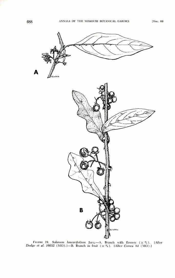 Illustration Solanum scabrum, Par Annals of the Missouri Botanical Garden (1914-2013) Ann. Missouri Bot. Gard. vol. 60 (1973) t. 19	p. 688 , via plantillustrations 