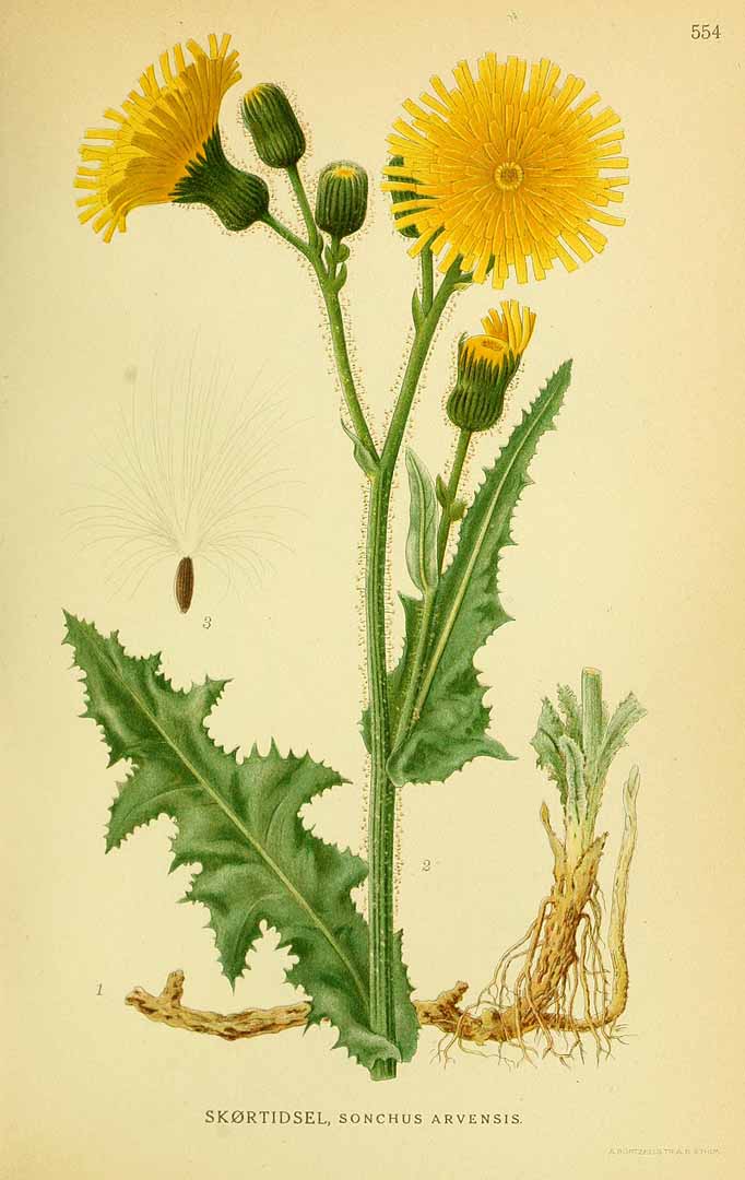 Illustration Sonchus arvensis, Par Lindman, C.A.M., Bilder ur Nordens Flora Bilder Nordens Fl. vol. 3 (1922) t. 554, via plantillustrations 