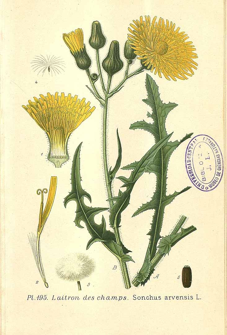 Illustration Sonchus arvensis, Par Masclef, A., Atlas des plantes de France (1890-1893) Atlas Pl. France vol. 2 t. 195, via plantillustrations 