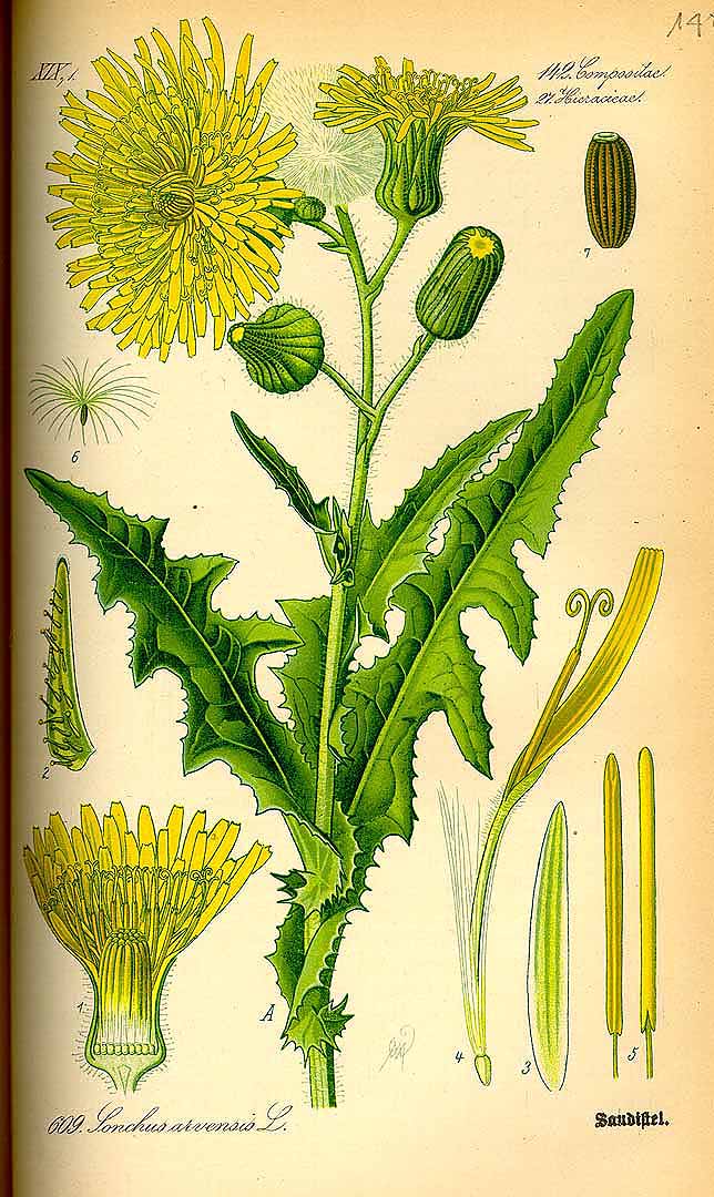 Illustration Sonchus arvensis, Par Thomé, O.W., Flora von Deutschland Österreich und der Schweiz (1886-1889) Fl. Deutschl. vol. 4 (1885) t. 609, via plantillustrations 