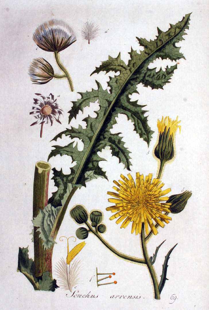 Illustration Sonchus arvensis, Par Kops, J., Flora Batava (1800-1934) Fl. Bat. vol. 1 (1800) t. 69, via plantillustrations 