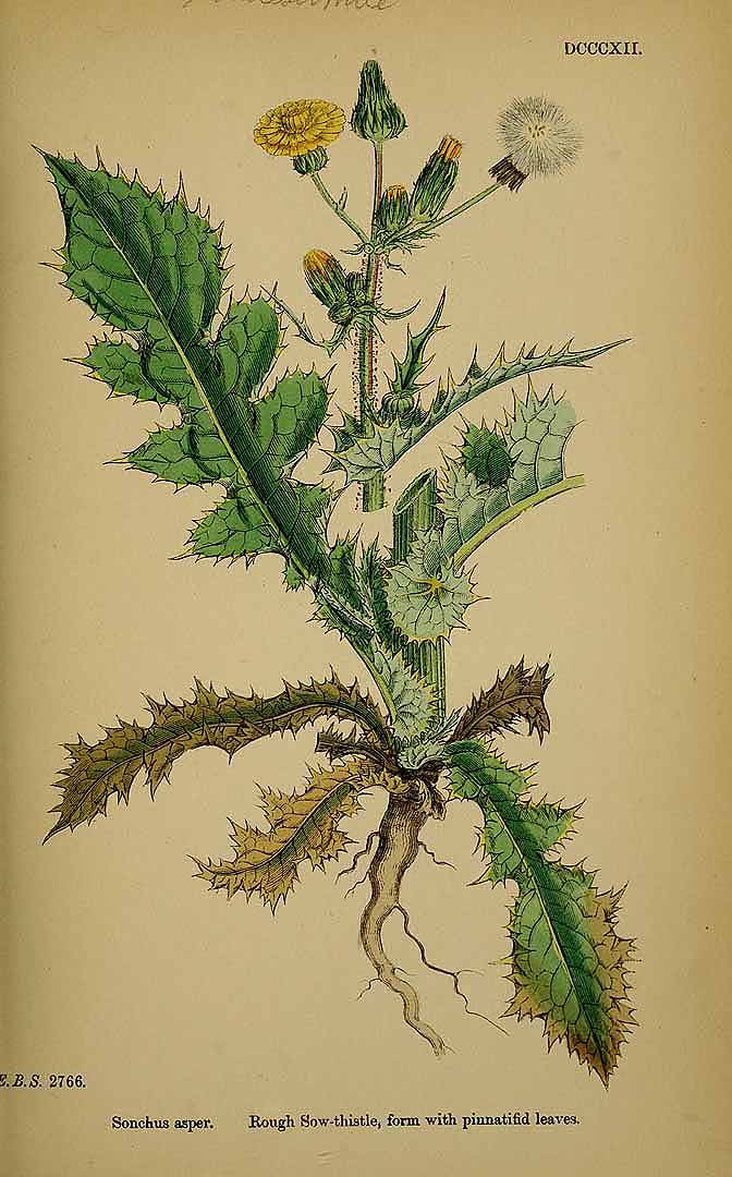 Illustration Sonchus asper, Par Smith, J.E., English botany, or coloured figures of British plants, ed. 3 [B] [J.E. Sowerby et al] (1863-1899) Engl. Bot., ed. 3 vol. 5 (1866) t. 812, via plantillustrations 