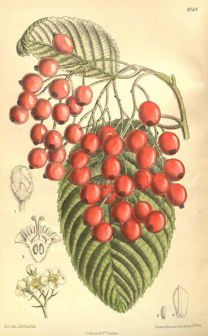 Illustration Sorbus aria, Par Curtis, W., Botanical Magazine (1800-1948) Bot. Mag. vol. 134 (1908) [tt. 8172-8231] t. 8184, via plantillustrations 