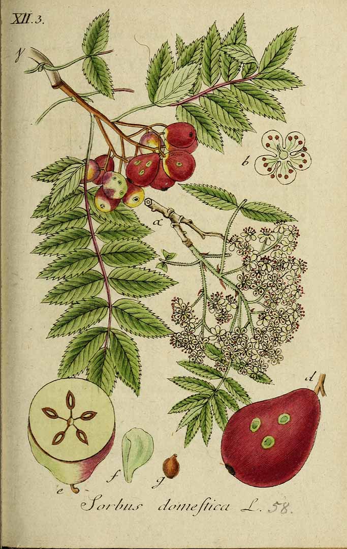 Illustration Sorbus domestica, Par Sturm, J., Sturm, J.W., Deutschlands flora (1798-1855) Deutschl. Fl. vol. 9 (1812) t. 58], via plantillustrations 